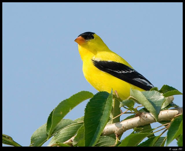 Gold Finch