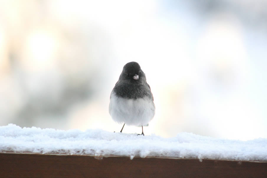 Dark-eyed Junco