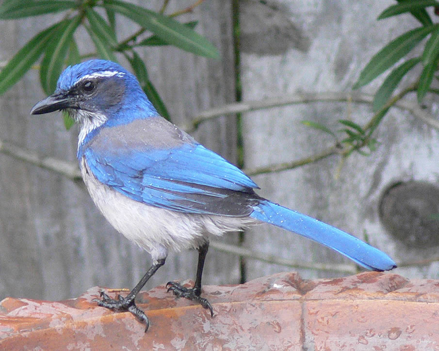 Western Scrub-Jay