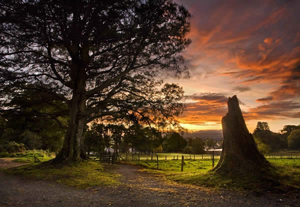 Sunrise in Derrymore Woods