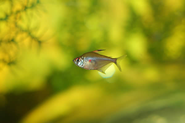 Bleeding Heart Tetra