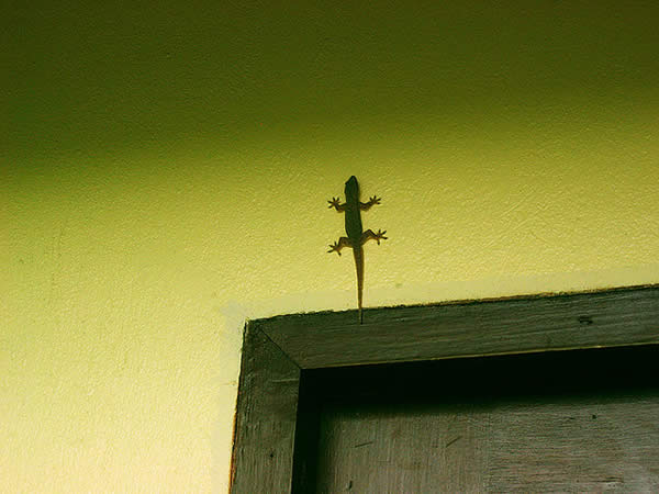 Tiny Lizard