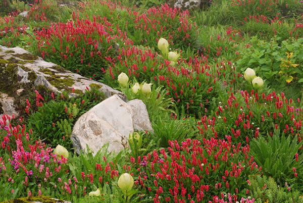 Gardens of Himalaya