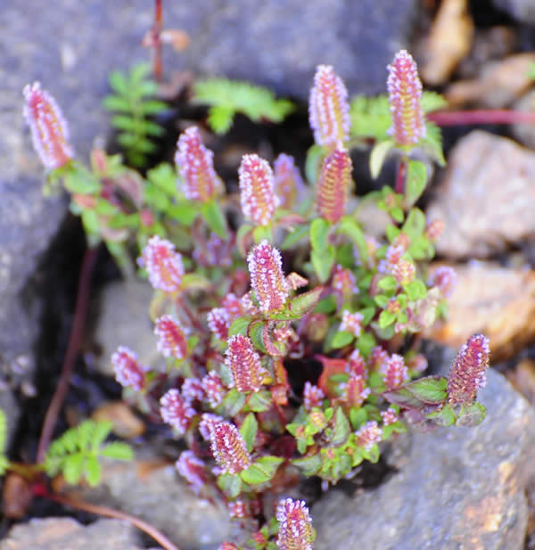 Tibetan Flowers