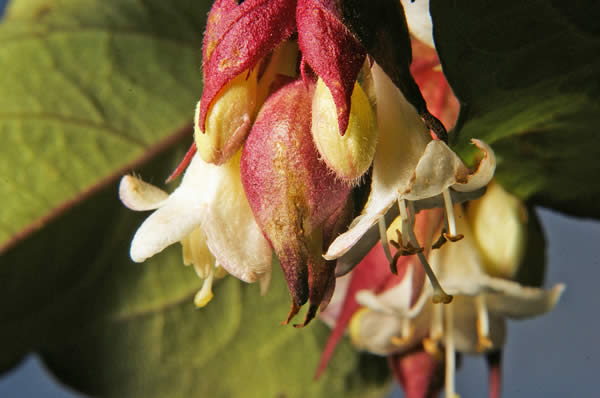 Himalayan Honeysuckle