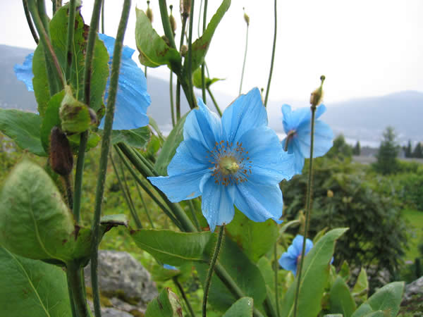 himalaya