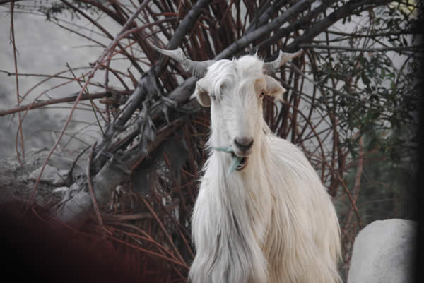 Himalayan Goat