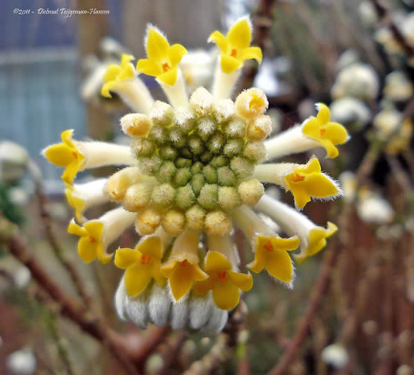 Oriental paperbush