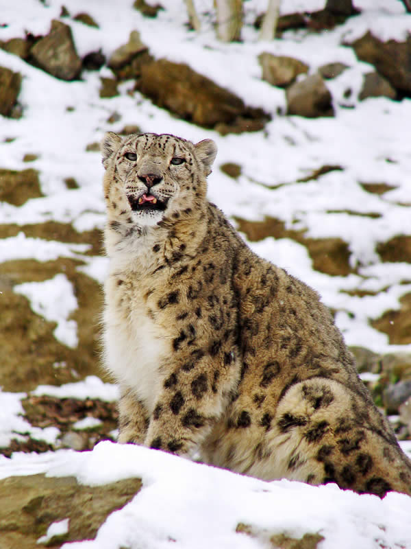 Snow leopard in the snow