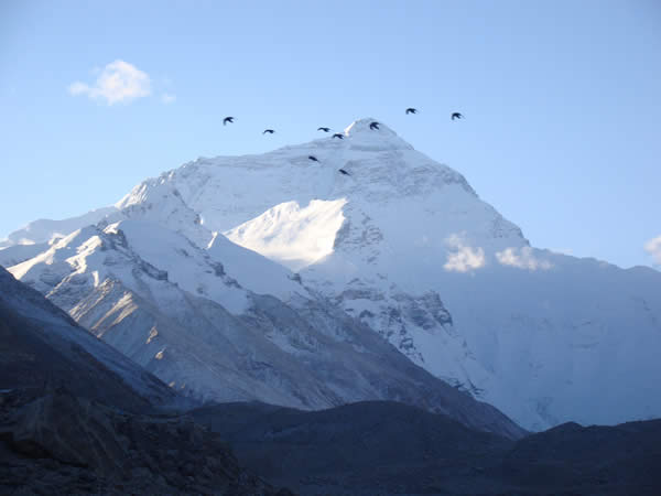 Birds Taking Flight in Front of Mount Everest