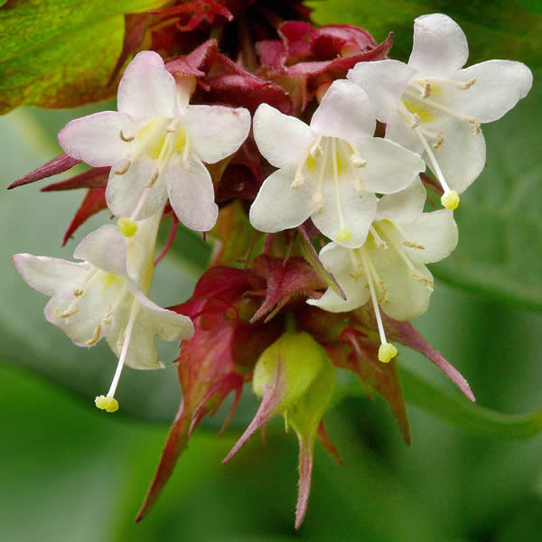 Leycesteria formosa