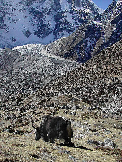 himalaya