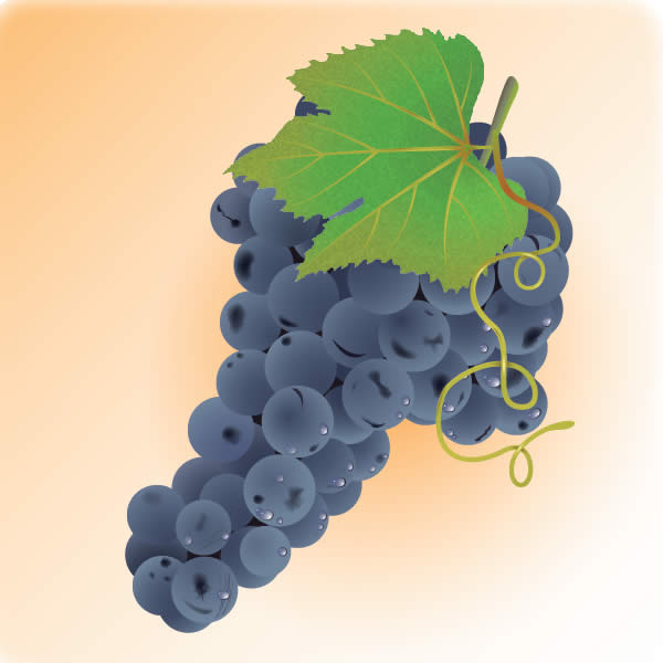 How to Illustrate Deliciously Realistic Grapes using Simple Techniques