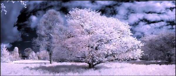 Cherry Blossom Tree Infrared
