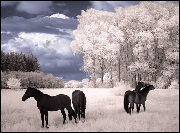 Horses Dream III Infrared