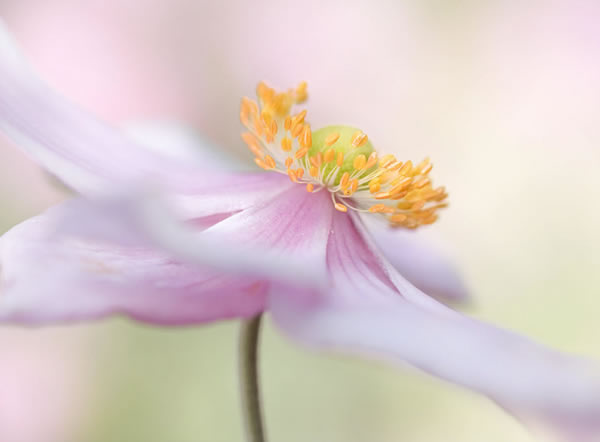 Japanese Anemone