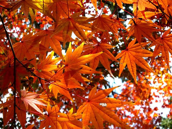 Листья в Японии