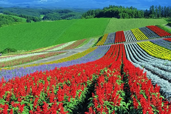 Flowerfields, Biei, Хоккайдо, Япония