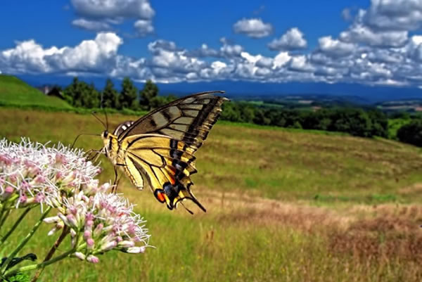 Papilio Machaon Butterfly in Biei, Hokkaido, Japan