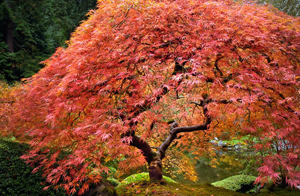 Lace Maple, Japanese Garden