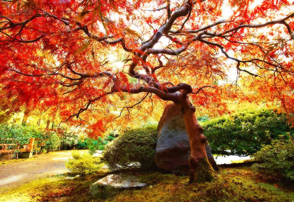 Japanese Maple, I