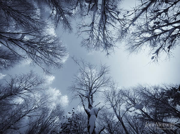 In the Snowy Birch Forest