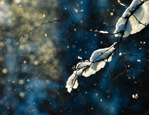 Snowy Branches