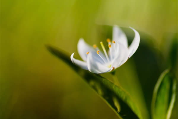 Arctic Starflower