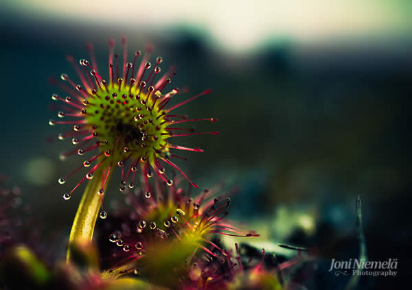 Sundew