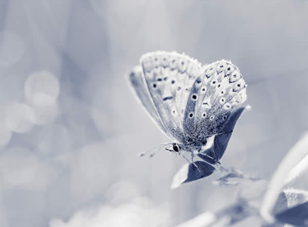 Silver-Studded Blue