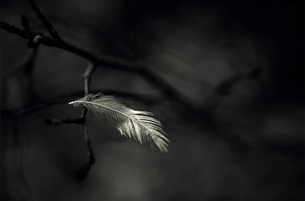 Feather