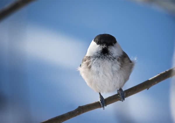 Cute Bird