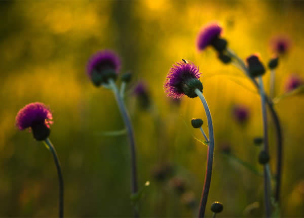 Special Flowers