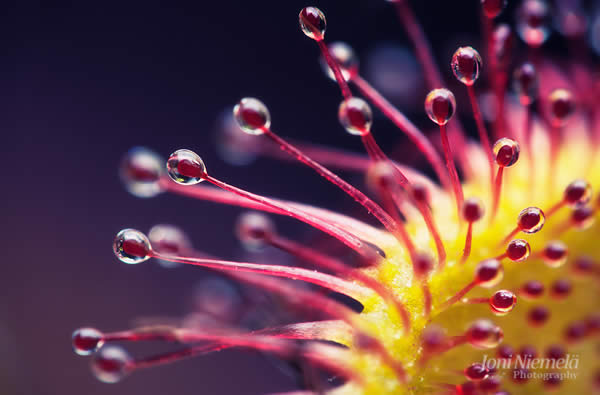 Sweet Sundew