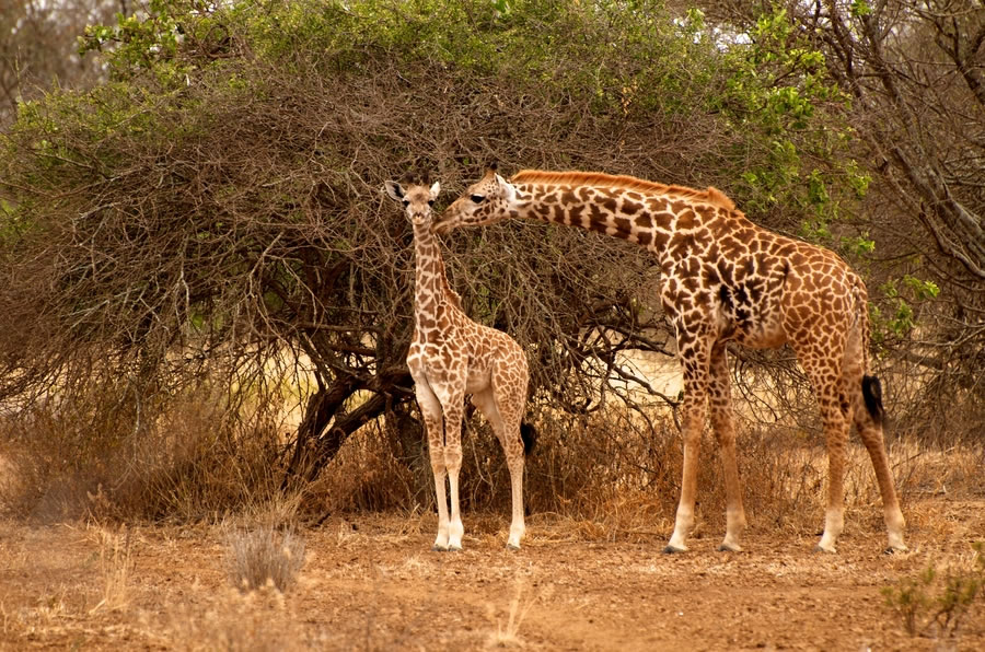 Giraffes in Amboseli Kenya