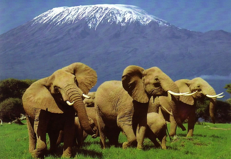 Image result for beauty of Kenya