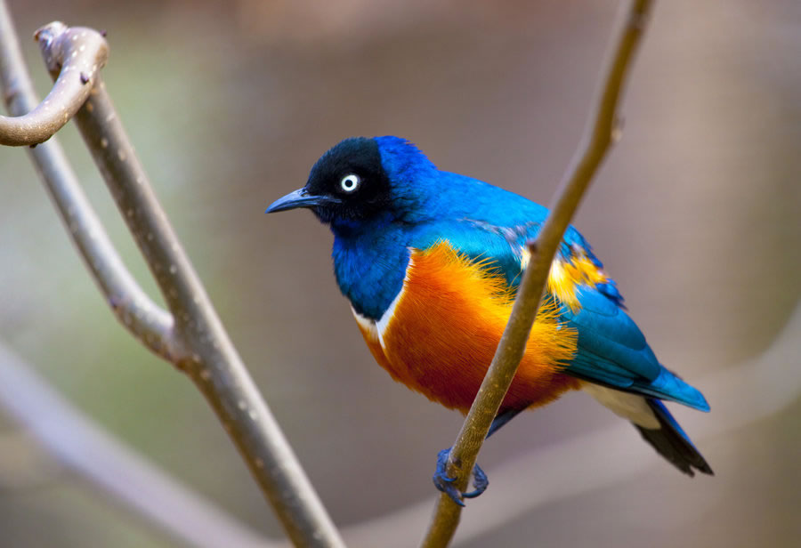 Superb Starling