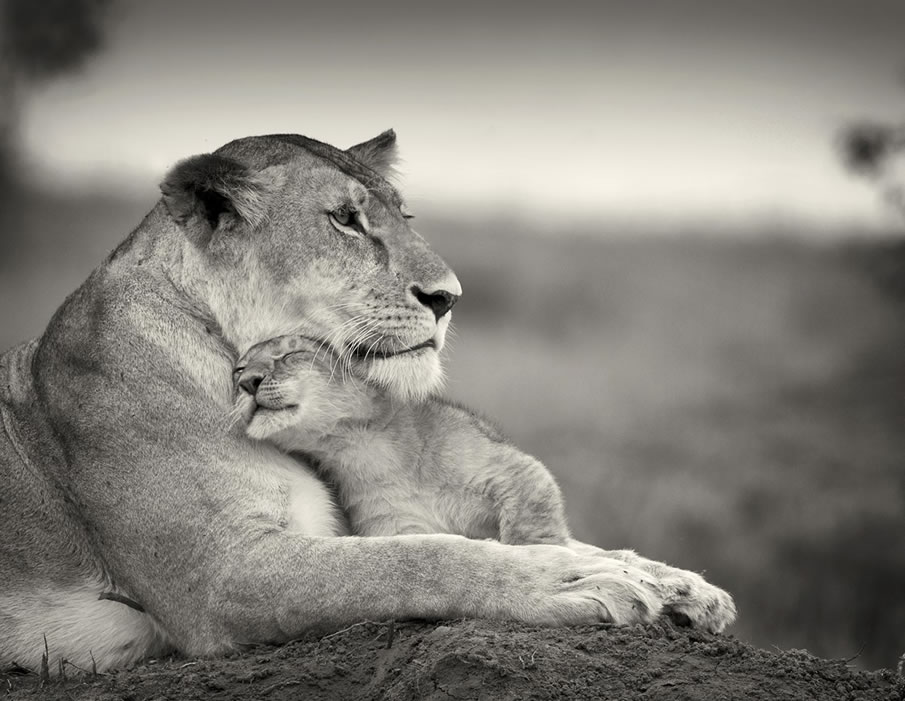 Lioness with Little One