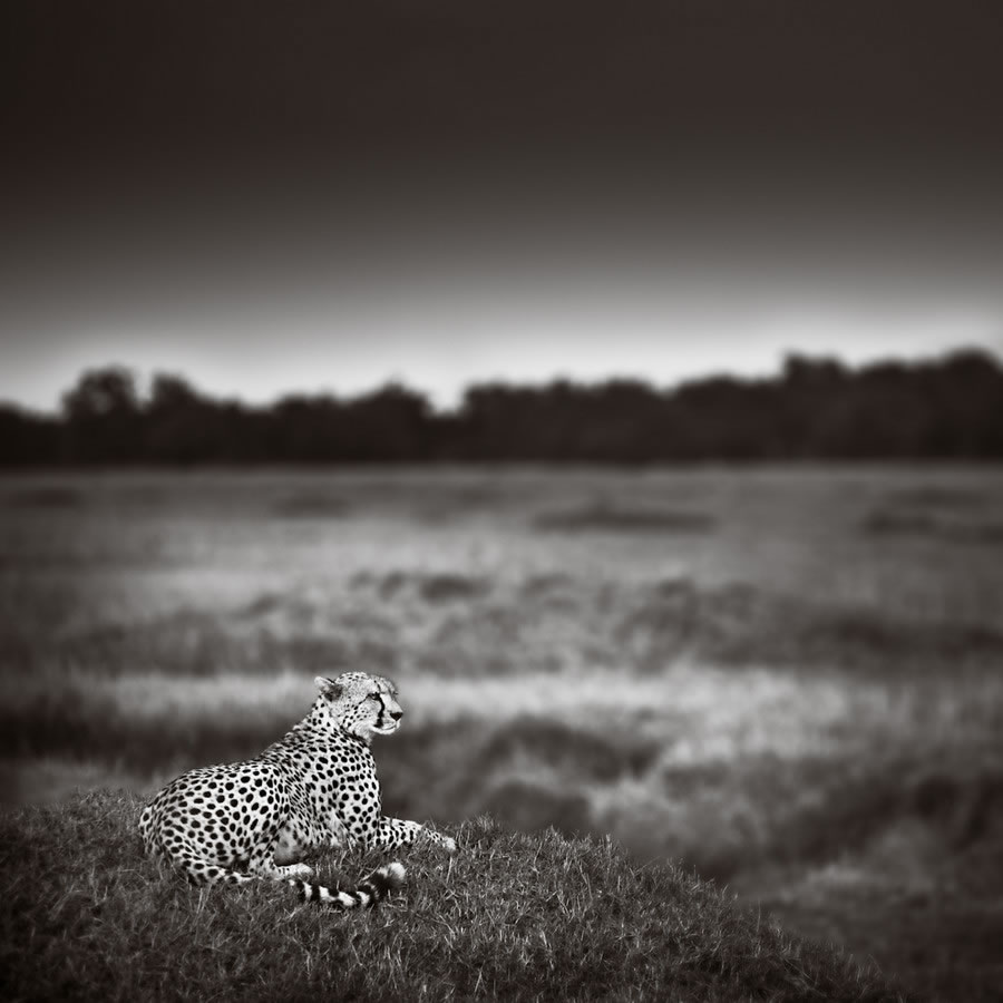 Cheetah on a Mound