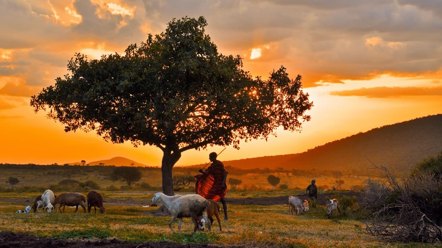 Maasai Goatherd