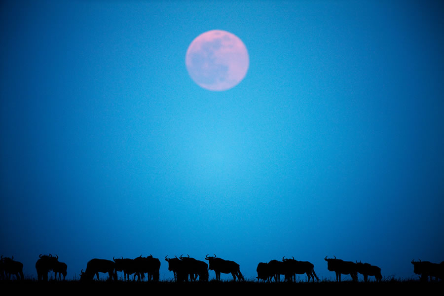 Wildebeest and Full Moon