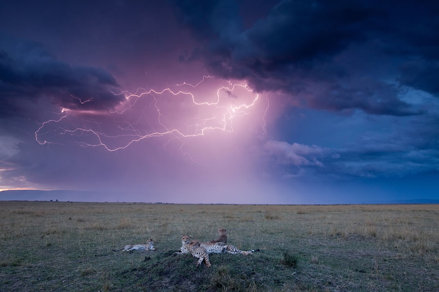 Cheetah and Storm