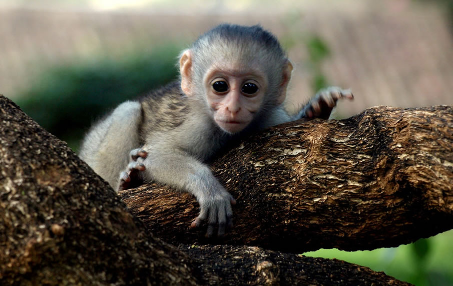 Kenya Baby Monkey