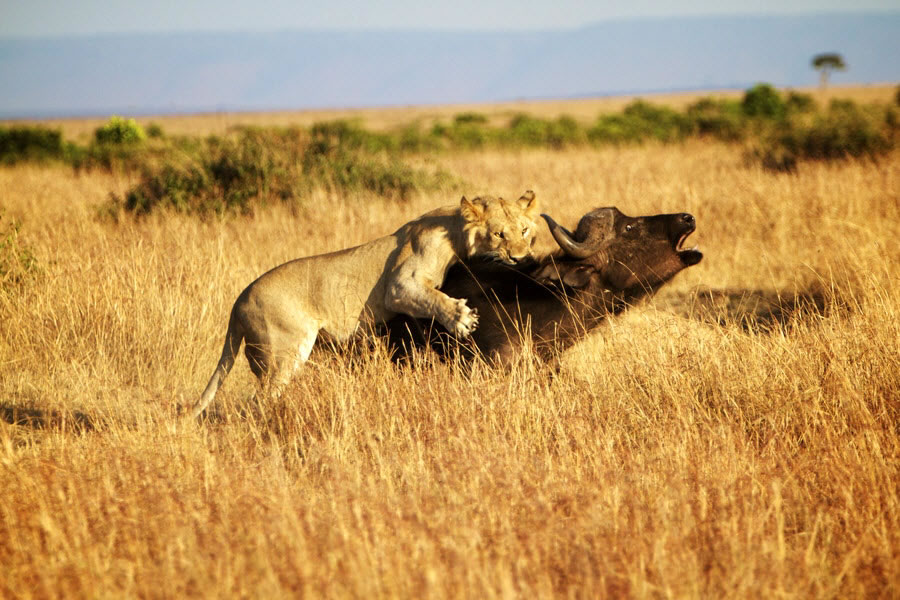 Lion Kill