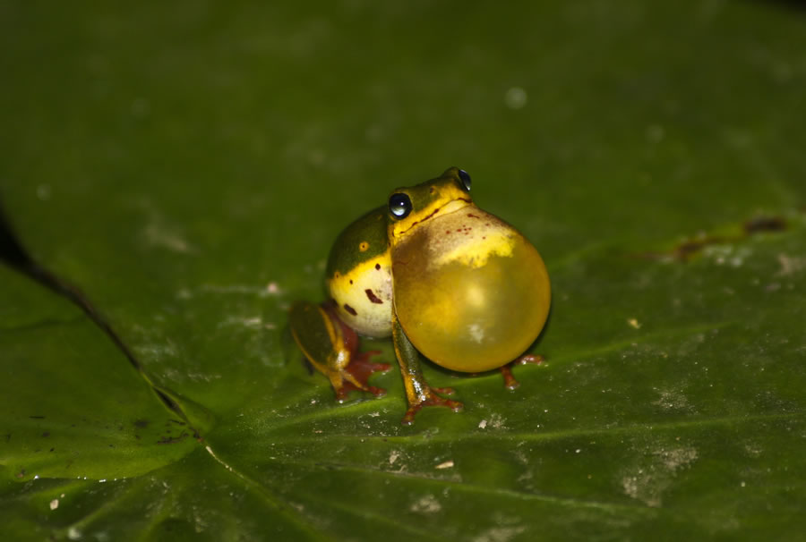 Little Green Frog