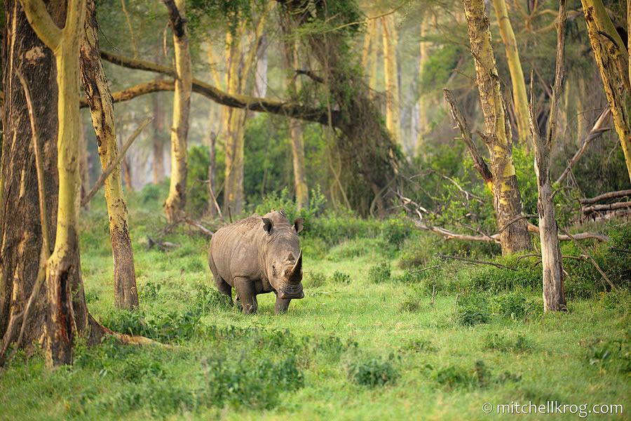 Golden Forest Rhino