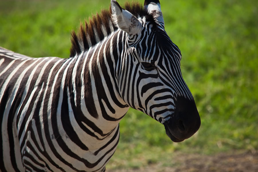 Kenya Zebra