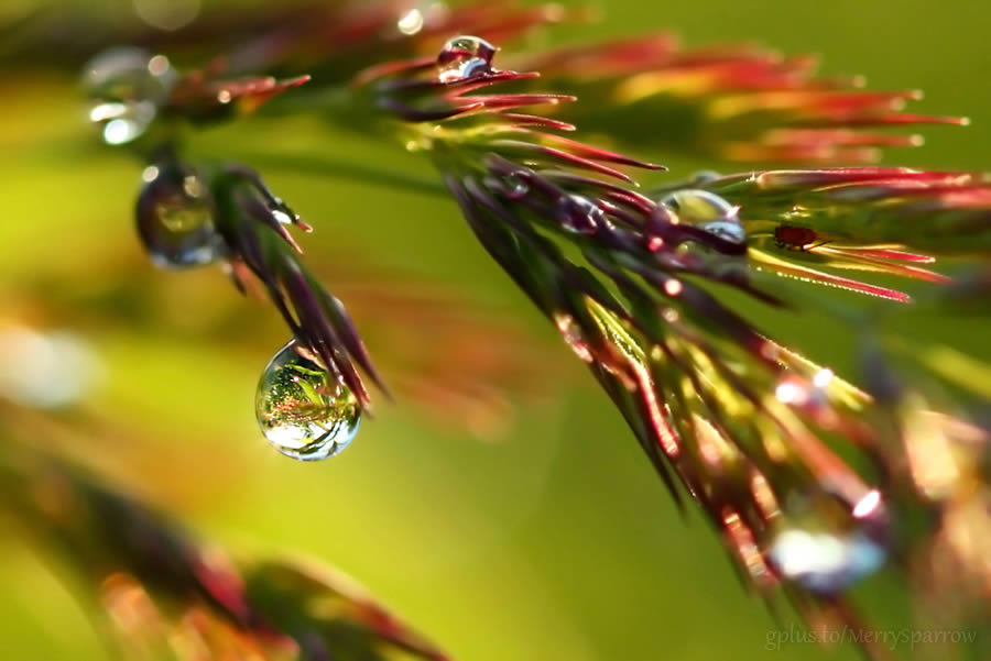 Rain Jewels