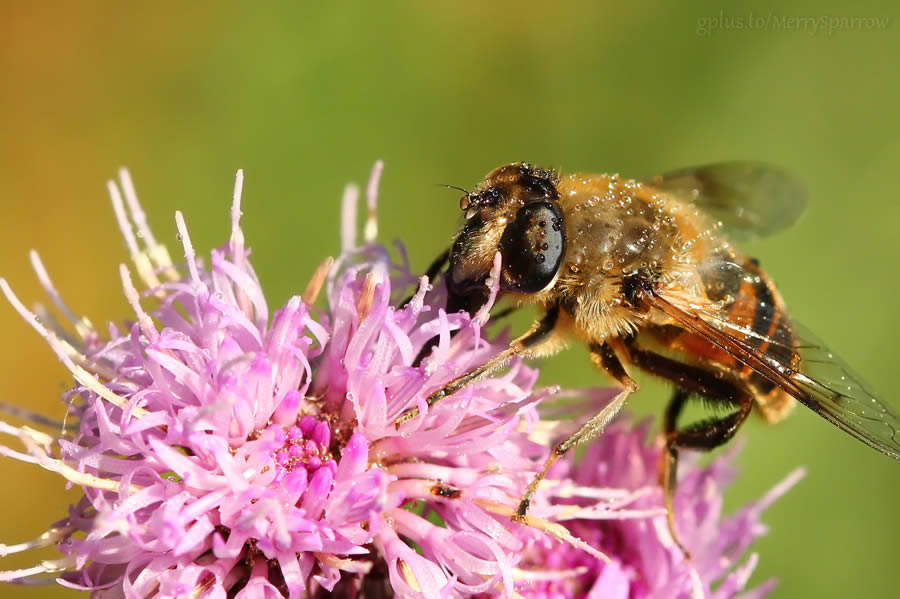 Taste of Autumn Flowers 2