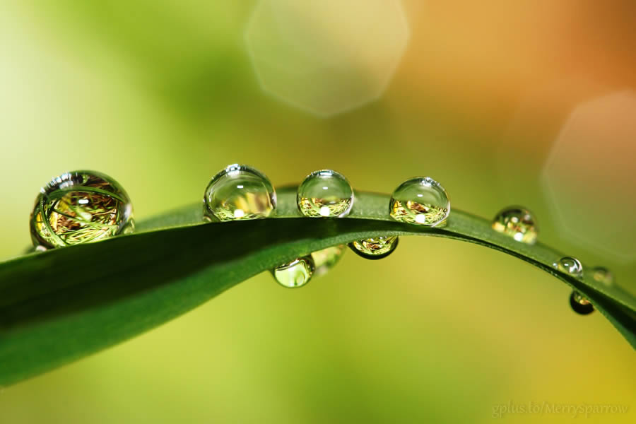 Droplets on the Grass